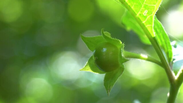 Deadly Nightshade, unripe fruit (Atropa belladonna) - (4K)
