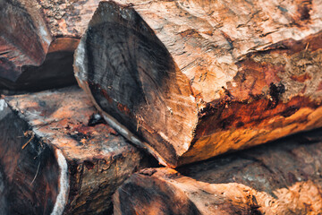 black and brown wood piles of pine tree logs