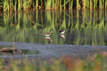 Two The green sandpiper (Tringa ochropus) migrants are photographed reflected in the water of a small pond in the soft morning light