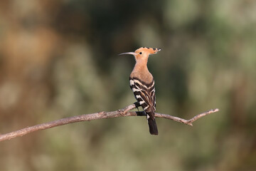 A male Eurasian hoopoe (Upupa epops) sits on a dry branch against a blurred green background in soft morning light. Close-up detailed photo