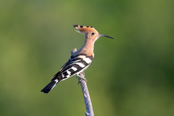 A male Eurasian hoopoe (Upupa epops) sits on a dry branch against a blurred green background in soft morning light. Close-up detailed photo