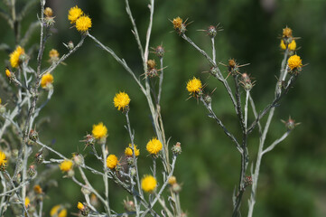 Yellow star-thistle bush (Centaurea solstitialis) with bright yellow flowers and sharp thorns, close-up in soft morning light - 622634240