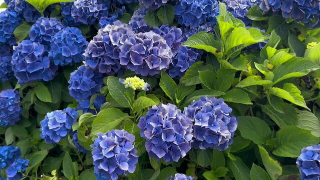 Hortensia blossoming, flower market background. Gardening. Slow motion.