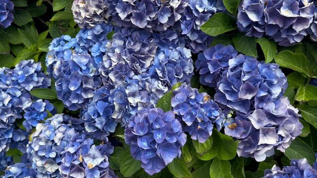 Hortensia blossoming, flower market background. Gardening. Slow motion.