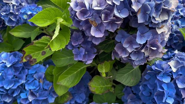 Hortensia blossoming, flower market background. Gardening. Slow motion.