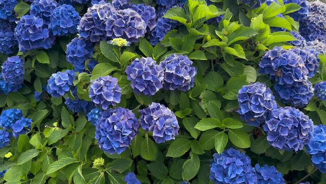 Hortensia blossoming, flower market background. Gardening. Slow motion.