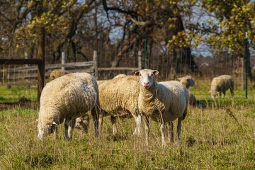 Obraz na płótnie Canvas Curious Sheep at a Wisconsin Farm