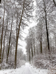 Snow covered forest in winter