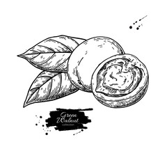 Green walnut drawing. Vector illustration