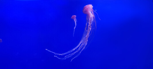 Medusas en el mar