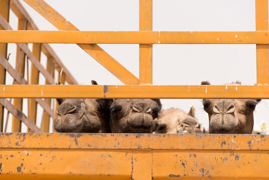 Camellos
