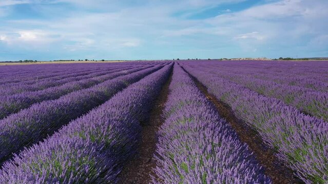 Blooming lavender fields with blue lavender flowers in summer Spain. Farm for the production of lavender oil. Aerial view from a drone.