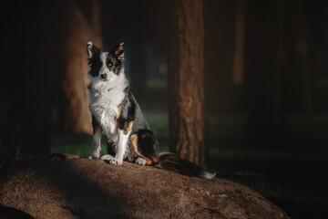 Fototapeta na wymiar Happy Border Collie Dog Enjoying Nature Walk amidst Lush Greenery and Trees.