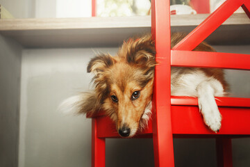 Shetland Sheepdog (Sheltie) dog in the kitchen, eagerly asking for food. A heartwarming home scene,...