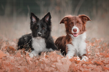 Playful Border Collie Puppy Exploring the Great Outdoors with Enthusiasm and Curiosity