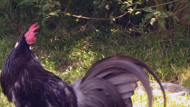A beautiful striking black cockerel crowing