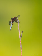 Libellule déprimée
