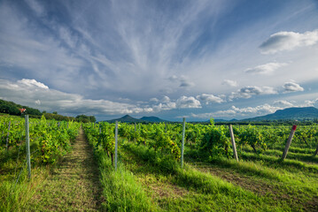 Fototapeta na wymiar Vineyards in Balaton Uplands, Kali-Medence, Hungary. In the distance Gyulacs and Badacsony Mount
