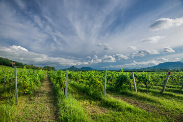 Vineyards in Balaton Uplands, Kali-Medence, Hungary. In the distance Gyulacs and Badacsony Mount