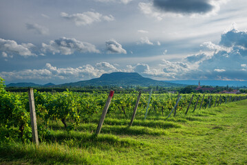 Fototapeta na wymiar Vineyards with the Saint George Hill in Balaton Uplands, Hungary