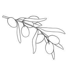 Olive Branch in Linear Style


