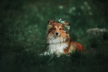 Fototapeta na wymiar Sheltie Dog on a Walk: Serene Canine in Nature