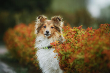 Sheltie Dog on a Walk: Serene Canine in Nature