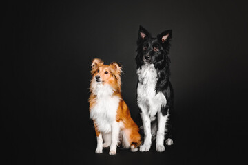 Naklejka na ściany i meble Two beautiful dogs Border Collie and Sheltie breed posing against a striking black background