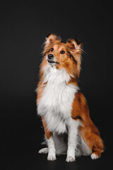 Shetland Sheepdog on a black background