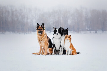 Four dogs: German Shepherd, Border Collie, Shetland Sheepdog, playing together.