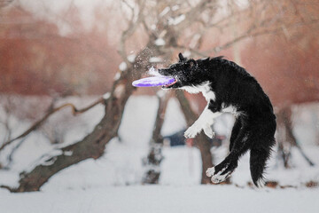 Border Collie Dog Catching Flying Disc: Sports and Training with Canine Athletes