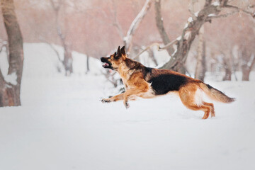 German Shepherd Dog Catching Flying Disc: Sporty Canine Training