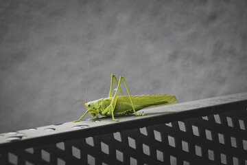 Great green bush-cricket