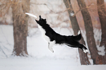 Border Collie Dog Catching Flying Disc: Sports and Training with Canine Athletes