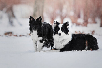 Dogs having fun together while playing outside