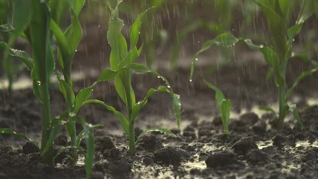 irrigation of green corn sprouts. agriculture irrigation. corn agriculture business concept. rain water drops fall on the field with corn green sprouts lifestyle close-up