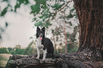 Naklejka na ściany i meble Happy Border Collie Dog Enjoying Nature Walk amidst Lush Greenery and Trees
