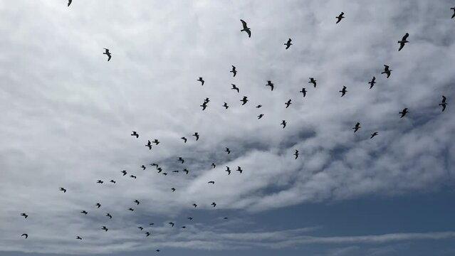 Flock of seagulls soars in the cloud sky, slow motion, relaxing background. Calmness, tranquility