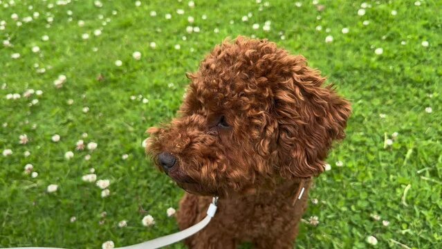 Red toy poodle sitting in green grass, slow motion. Cute dog resting outside 