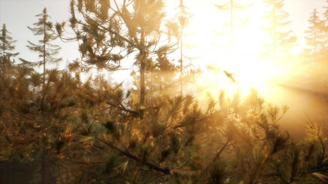 Sunset or dawn in a pine forest in spring or early summer