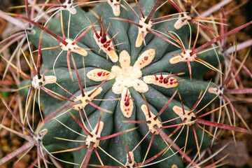 Close up of Ferocactus stainesii cactus. View from the top.