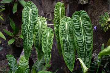 Beautiful large leaves of Veitchii antiurium plant grow in a row on trees.