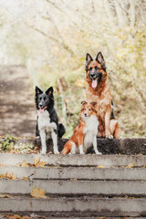 Three playful dogs: a German Shepherd, a Border Collie, and a Shetland Sheepdog, enjoying their time together