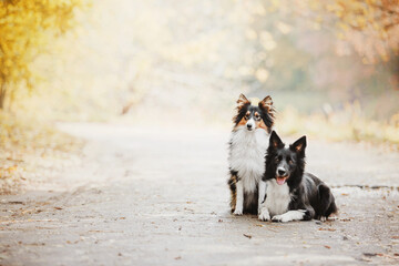 Naklejka na ściany i meble Dogs having fun together while playing outside