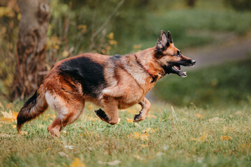 Adorable German Shepherd dog joyfully playing with colorful autumn leaves during a delightful park outing
