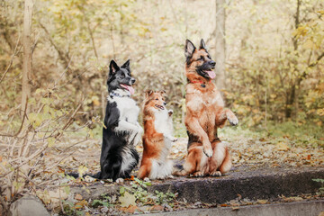 Three playful dogs: a German Shepherd, a Border Collie, and a Shetland Sheepdog, enjoying their time together