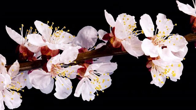 Apricot Flower on a Spring Tree Branch Blossoming in Time Lapse on a Black Background. Spring Flowers Opening in Timelapse. Blooming Backdrop with Alpha Matte