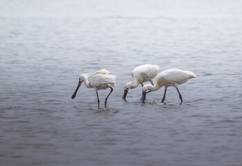 three common spoonbill walks in shallow water in search of food