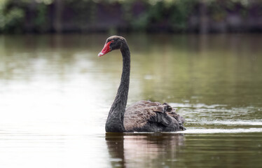 single black swan with a red beak swims in a pond