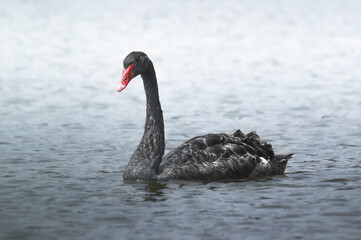 single black swan with a red beak swims in a pond